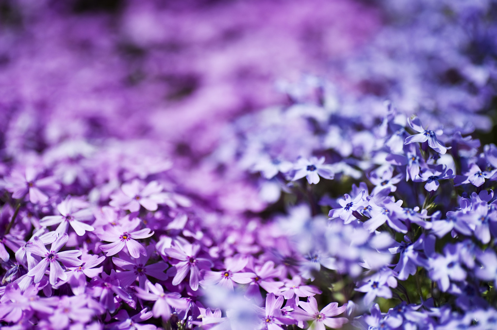 芝桜