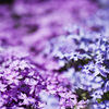 芝桜