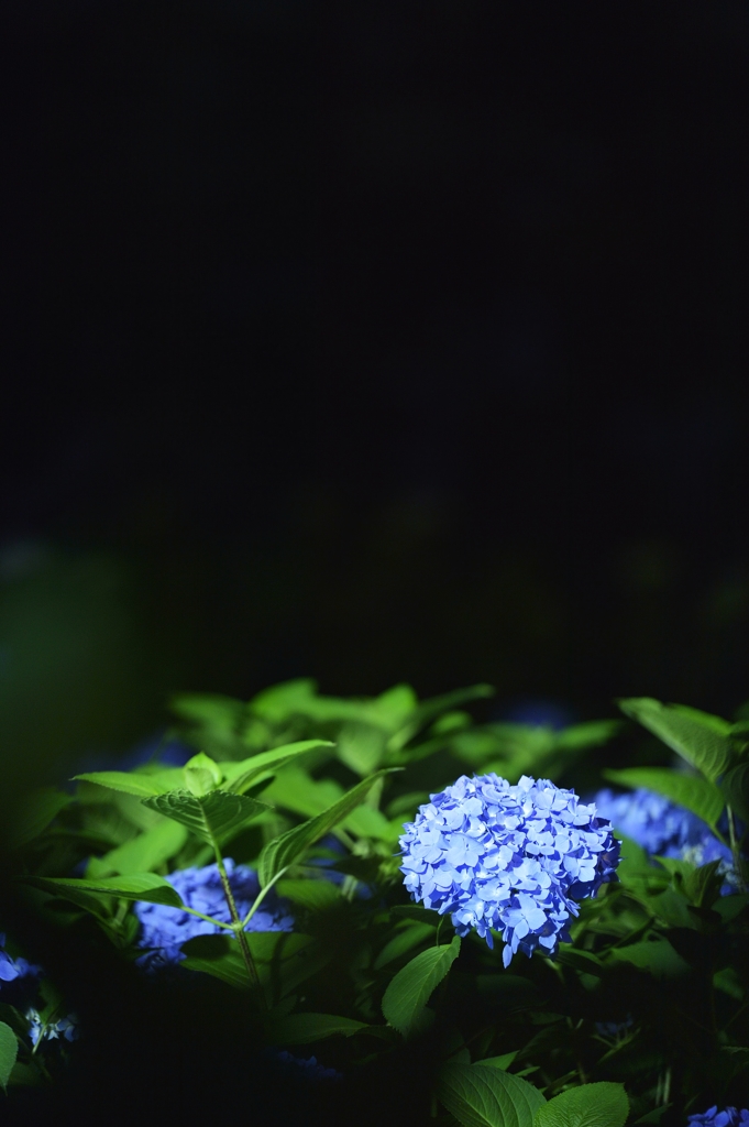 夜紫陽花