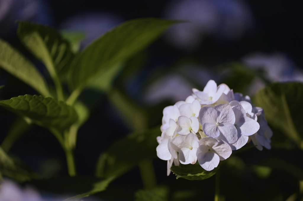 夜紫陽花