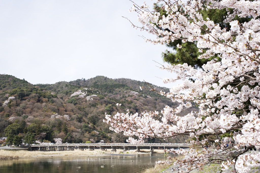 渡月橋