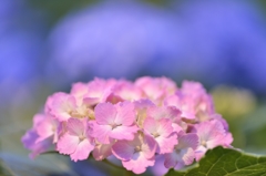 夜紫陽花