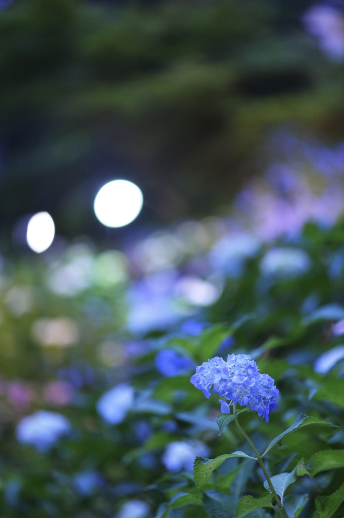 夜紫陽花