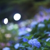 夜紫陽花