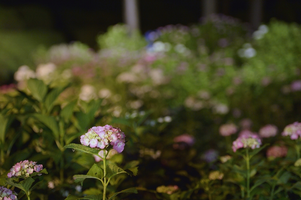 夜紫陽花