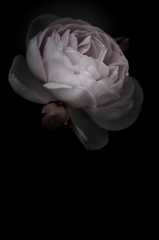 薔薇
