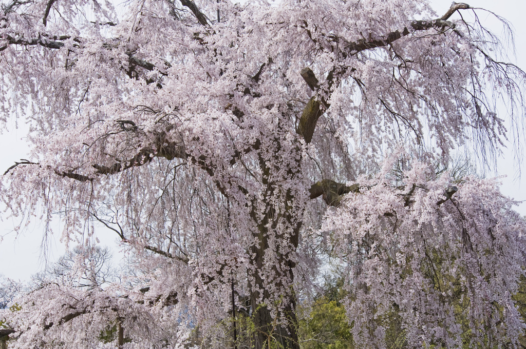 円山公園　枝垂桜