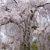 円山公園　枝垂桜