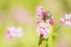 赤そばの花