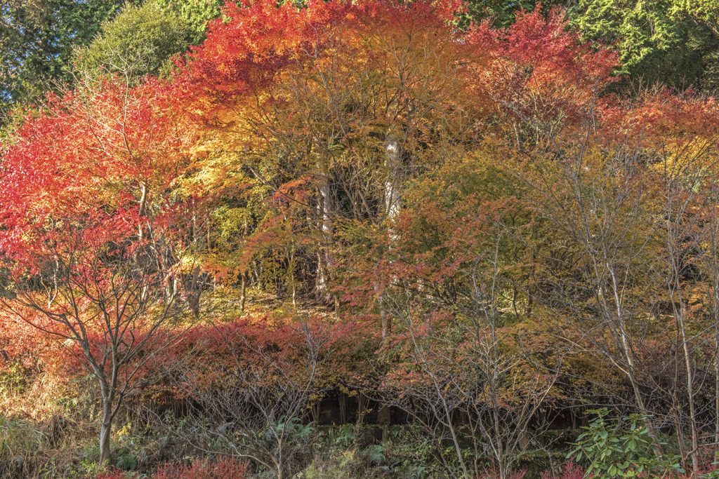 14　勝尾寺