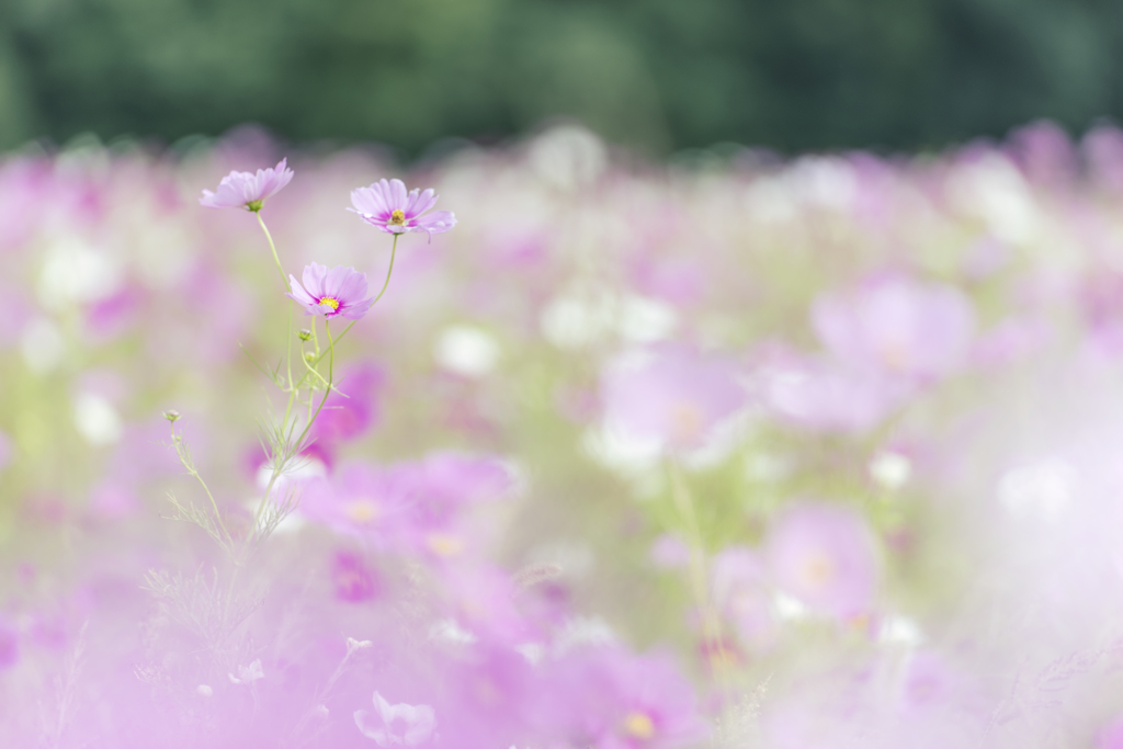 秋桜