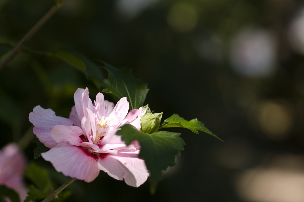 花2　