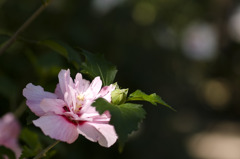 花2　