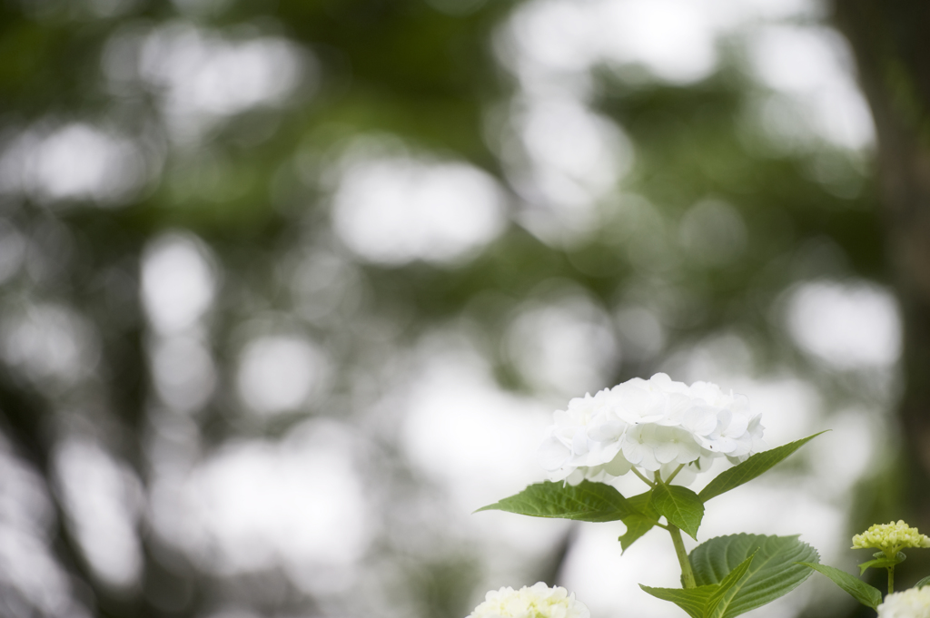 紫陽花　3