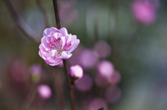 花　9