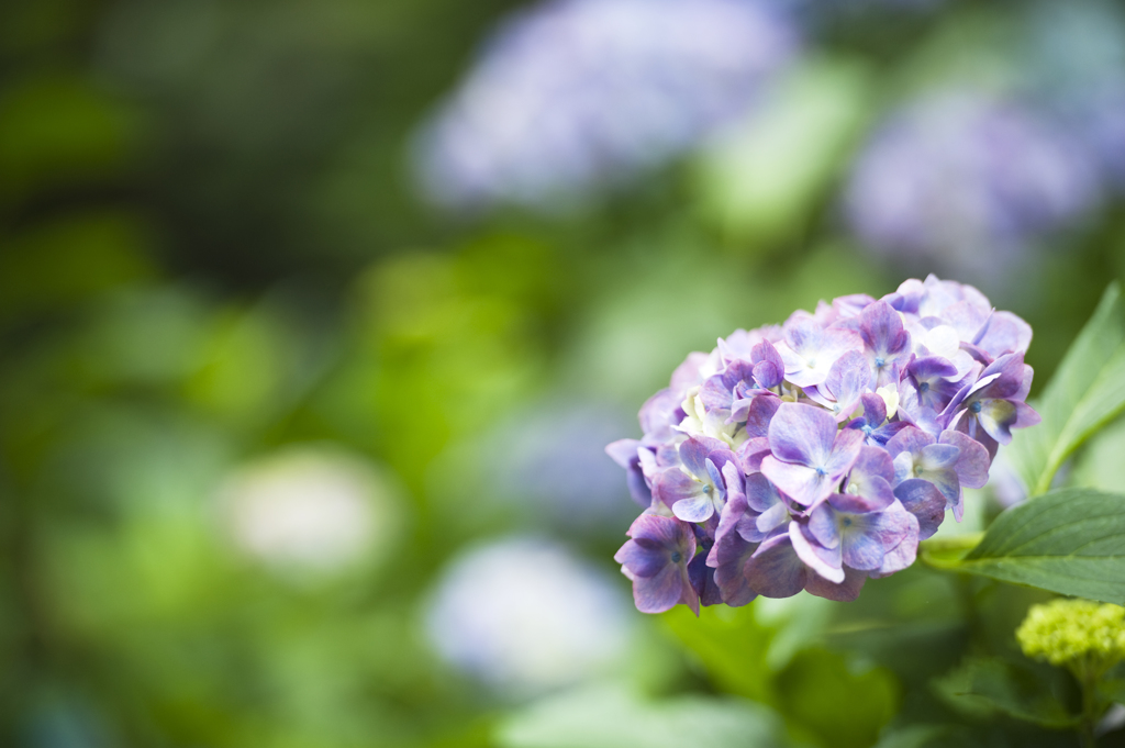 紫陽花　1