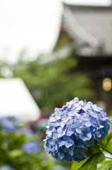 雨の中の紫陽花