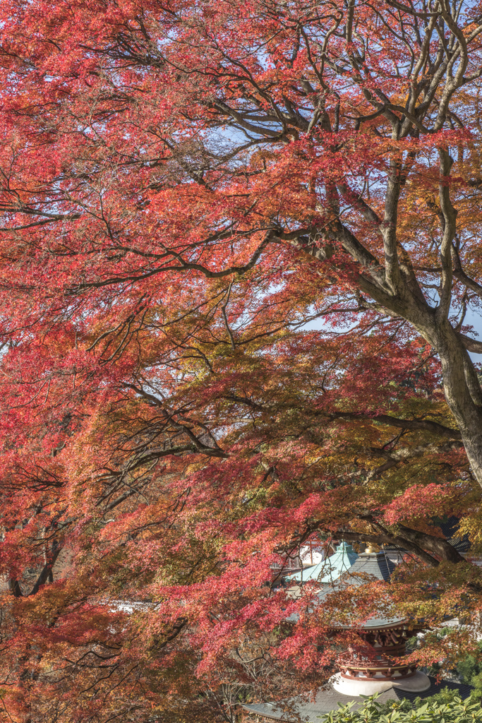 17　勝尾寺
