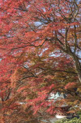 17　勝尾寺