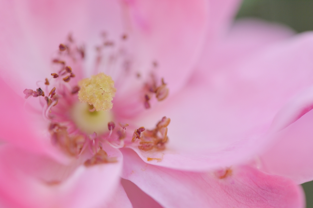 薔薇
