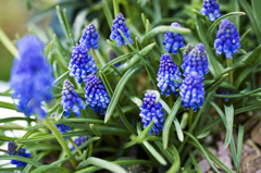 花　7