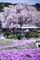 芝桜と枝垂桜