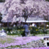 芝桜と枝垂桜