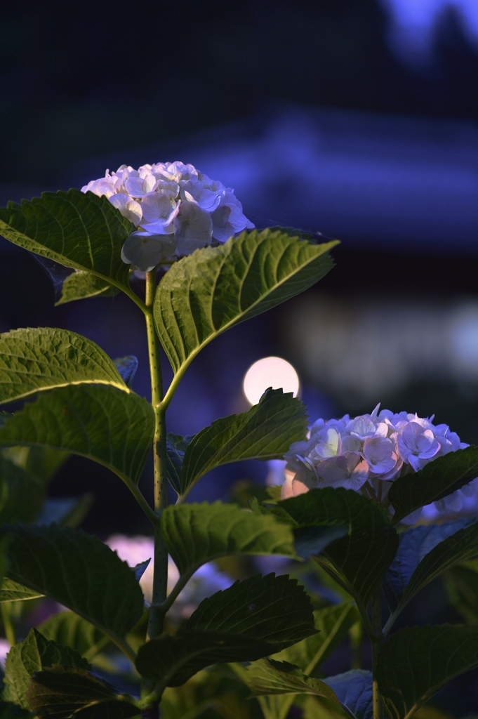 夜紫陽花