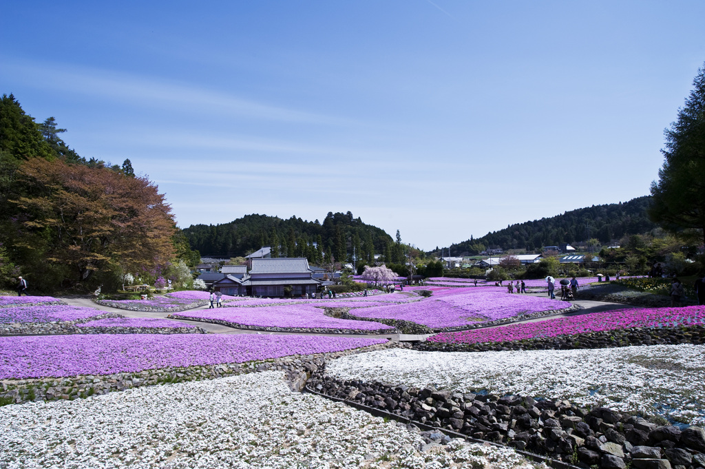 芝桜