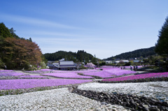 芝桜