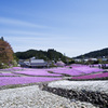 芝桜