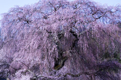 勝間薬師堂・枝垂桜