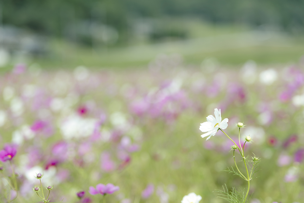 秋桜