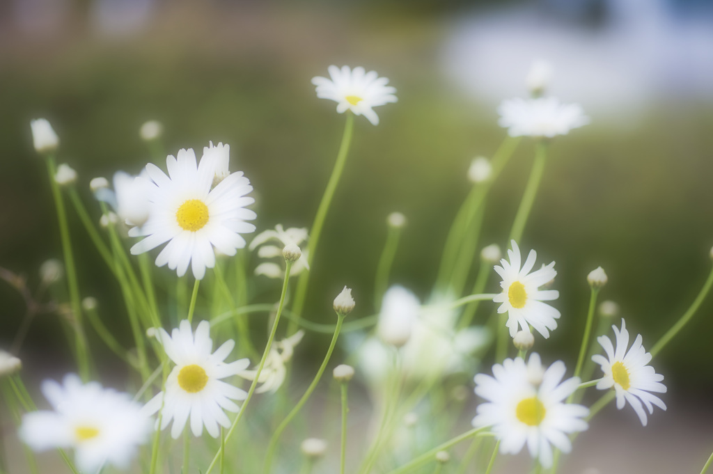 花　4