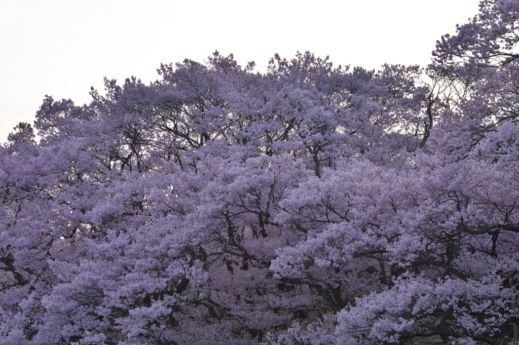 SAKURA SAKU