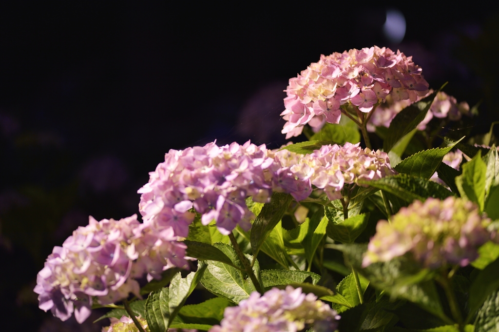 夜紫陽花