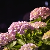 夜紫陽花