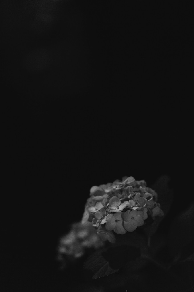 夜紫陽花