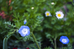 花　2