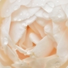 Autumn rose