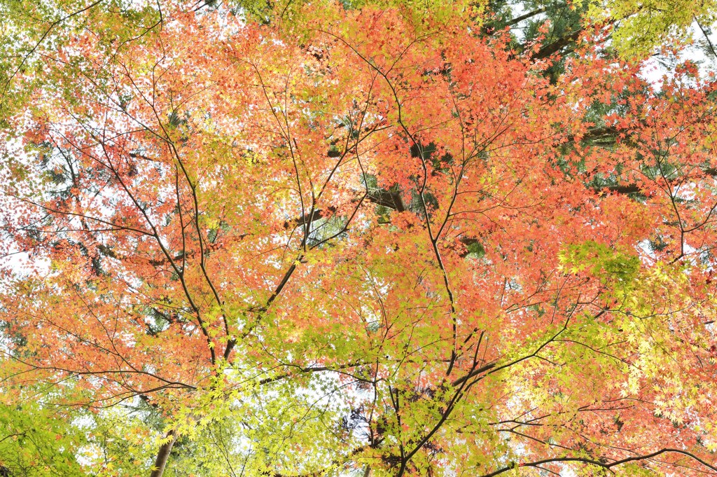 Colored leaves