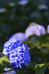 夜紫陽花