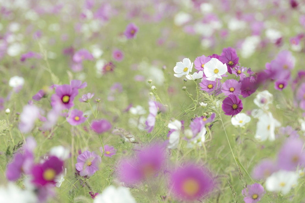 秋桜