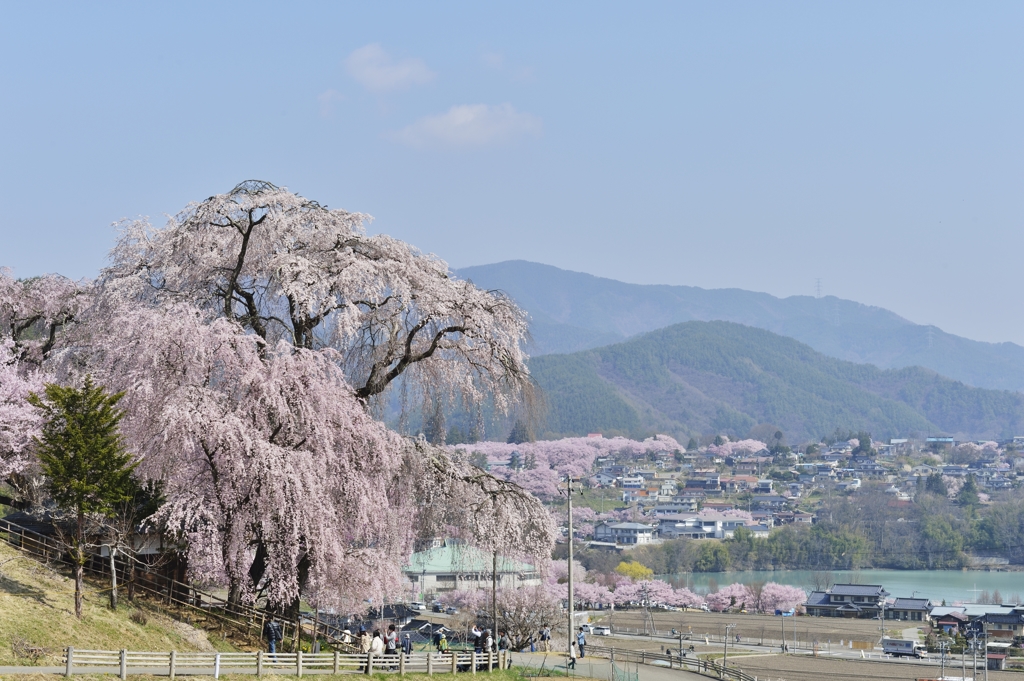 枝垂桜