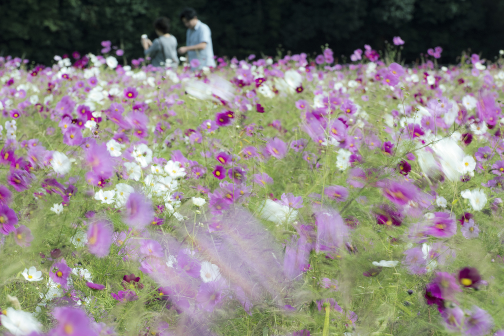 秋桜