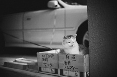 気安く呼ばないでよね