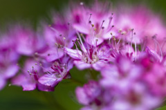 花3　