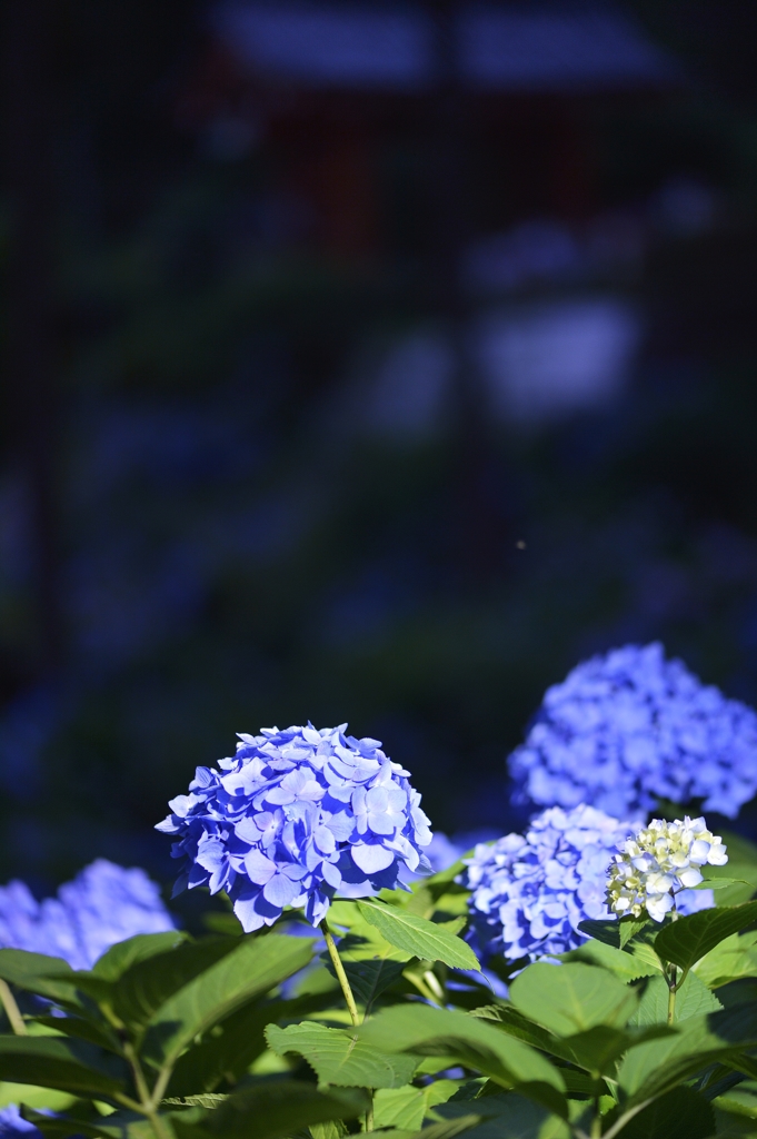 夜紫陽花