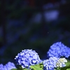 夜紫陽花