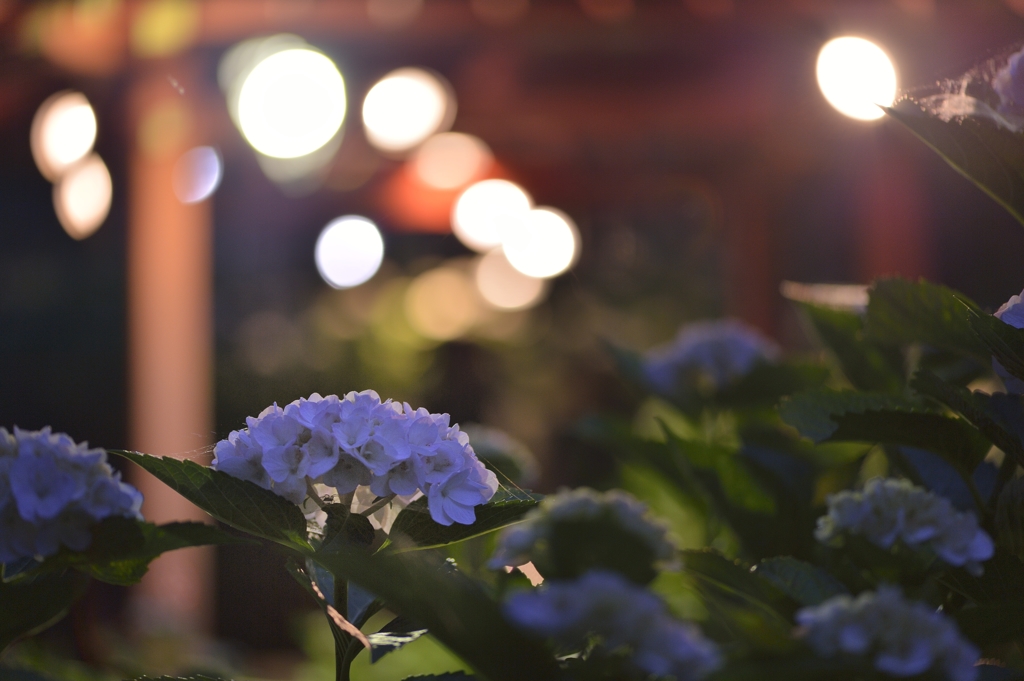 夜紫陽花